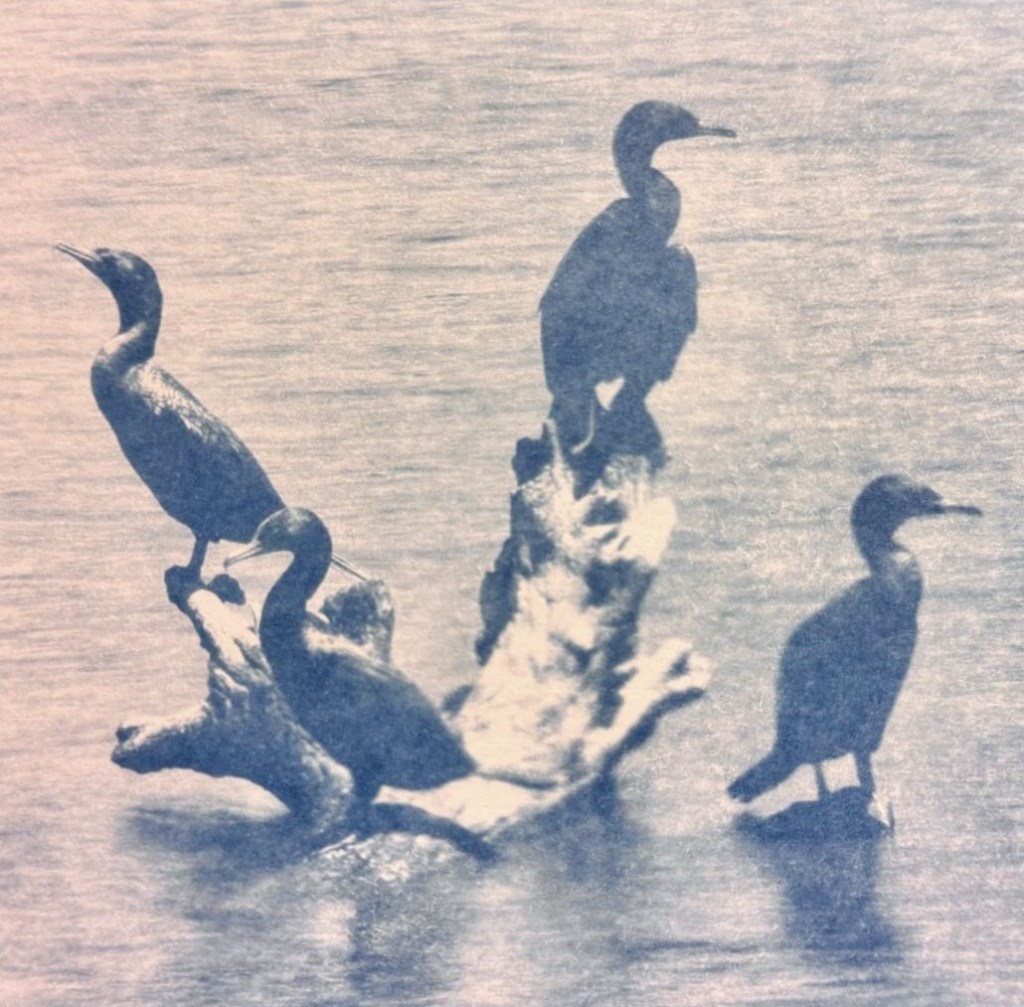 4 Cormorants
2020's